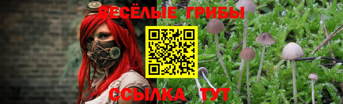 Вязники  Галлюциногенные грибы прущие грибы  Вход с VPN 